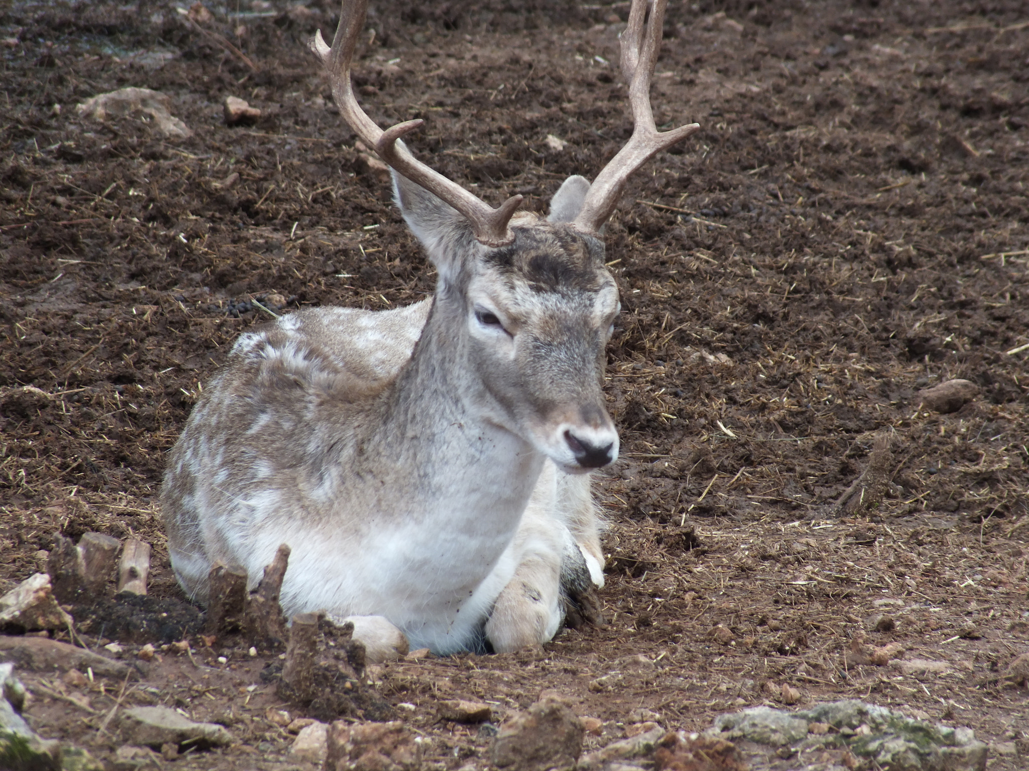 Fujifilm FinePix HS25EXR sample photo. Fallow-deer photography