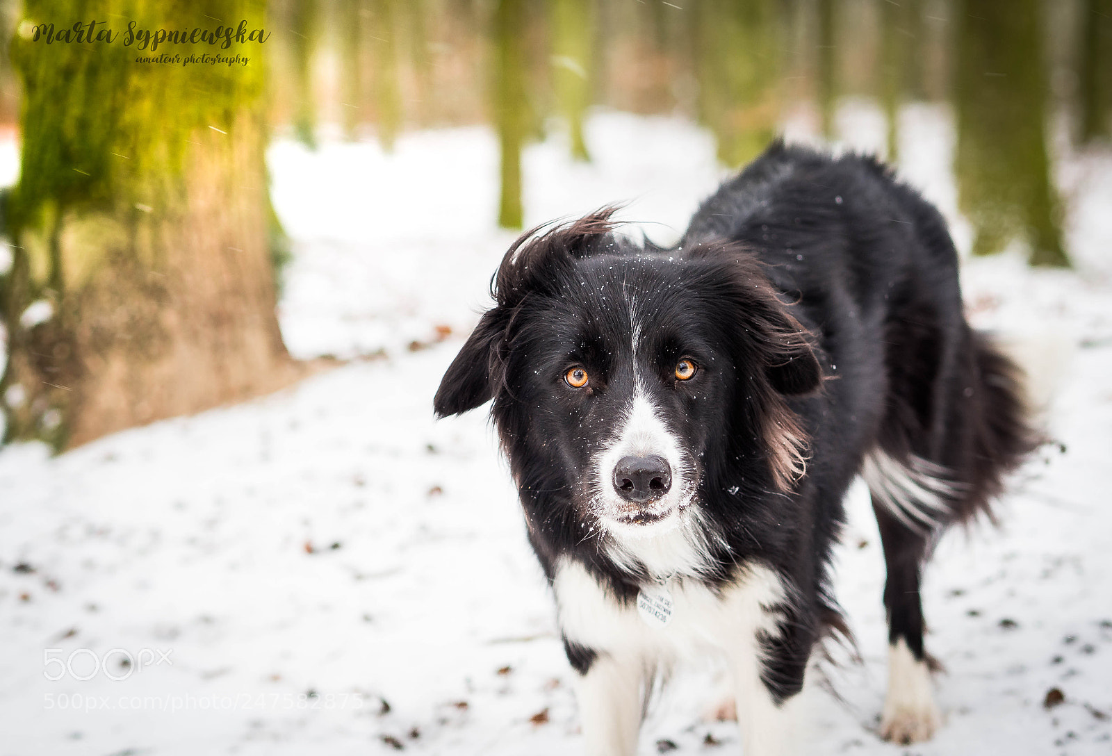 Olympus OM-D E-M10 sample photo. Snowy portrait photography