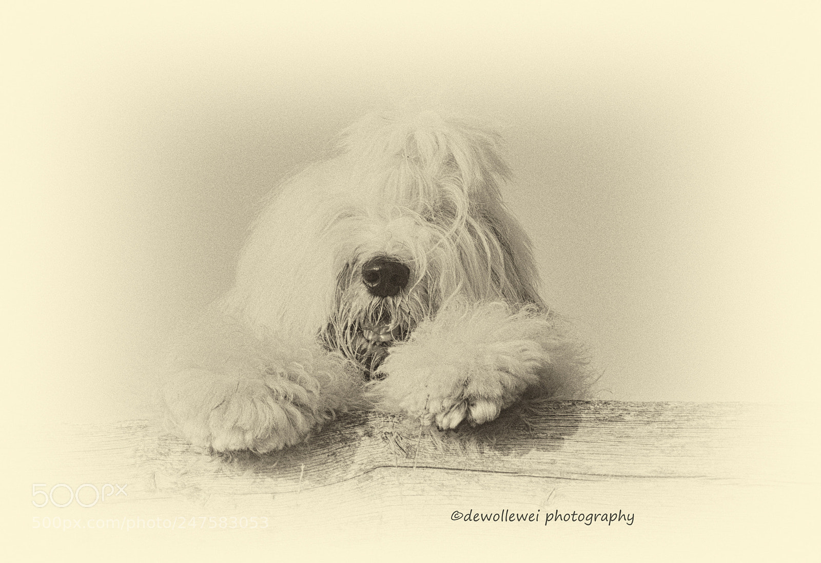 Canon EOS 7D Mark II sample photo. Shane photography