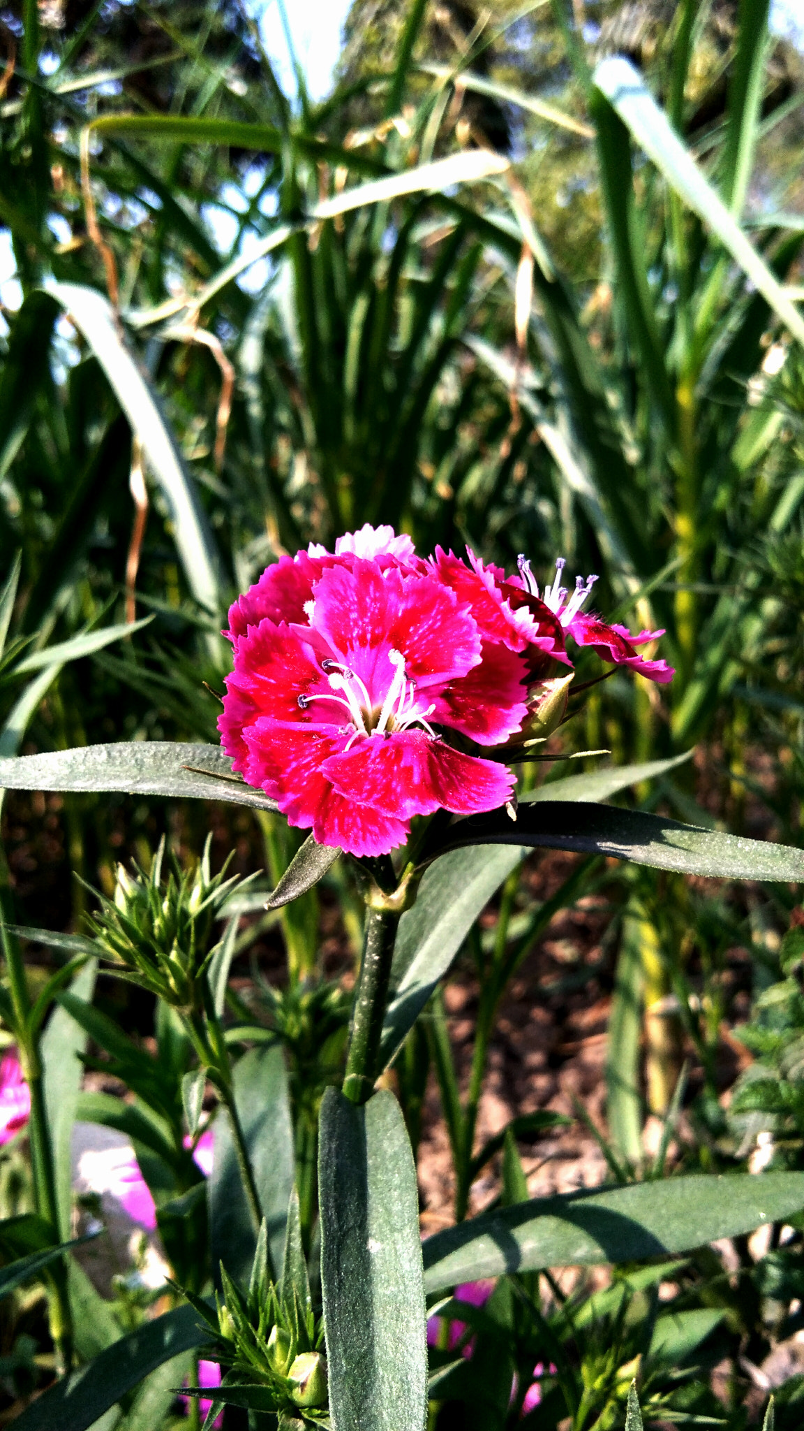 vivo Y55s sample photo