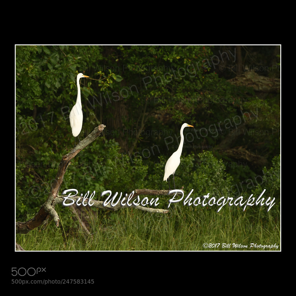 Nikon D500 sample photo. Egrets photography