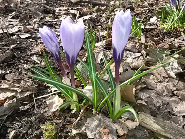 Samsung Galaxy S4 Mini sample photo. Untitled photography
