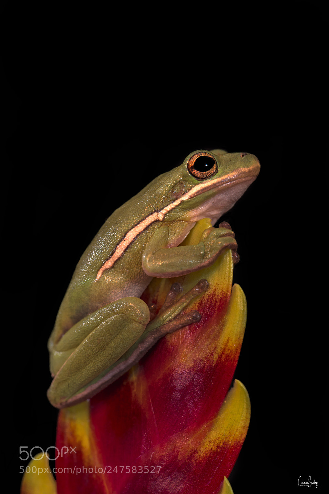 Nikon D4 sample photo. American green tree frog photography