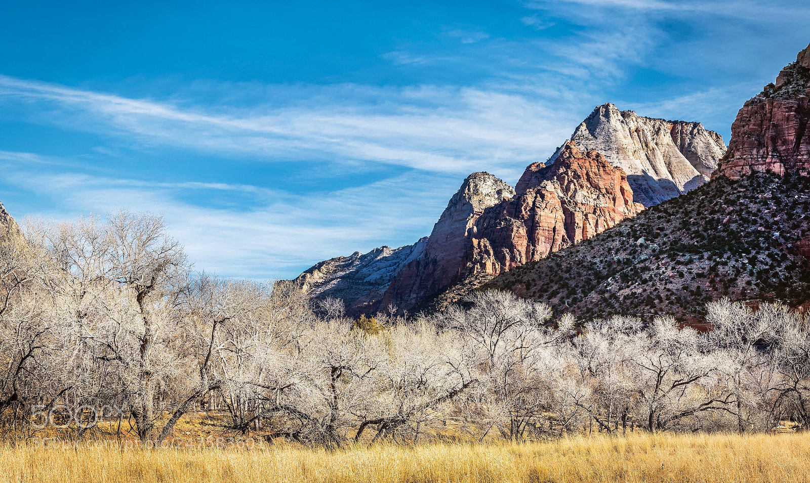 Nikon D850 sample photo. Zion canyon cottonwoods, zion photography