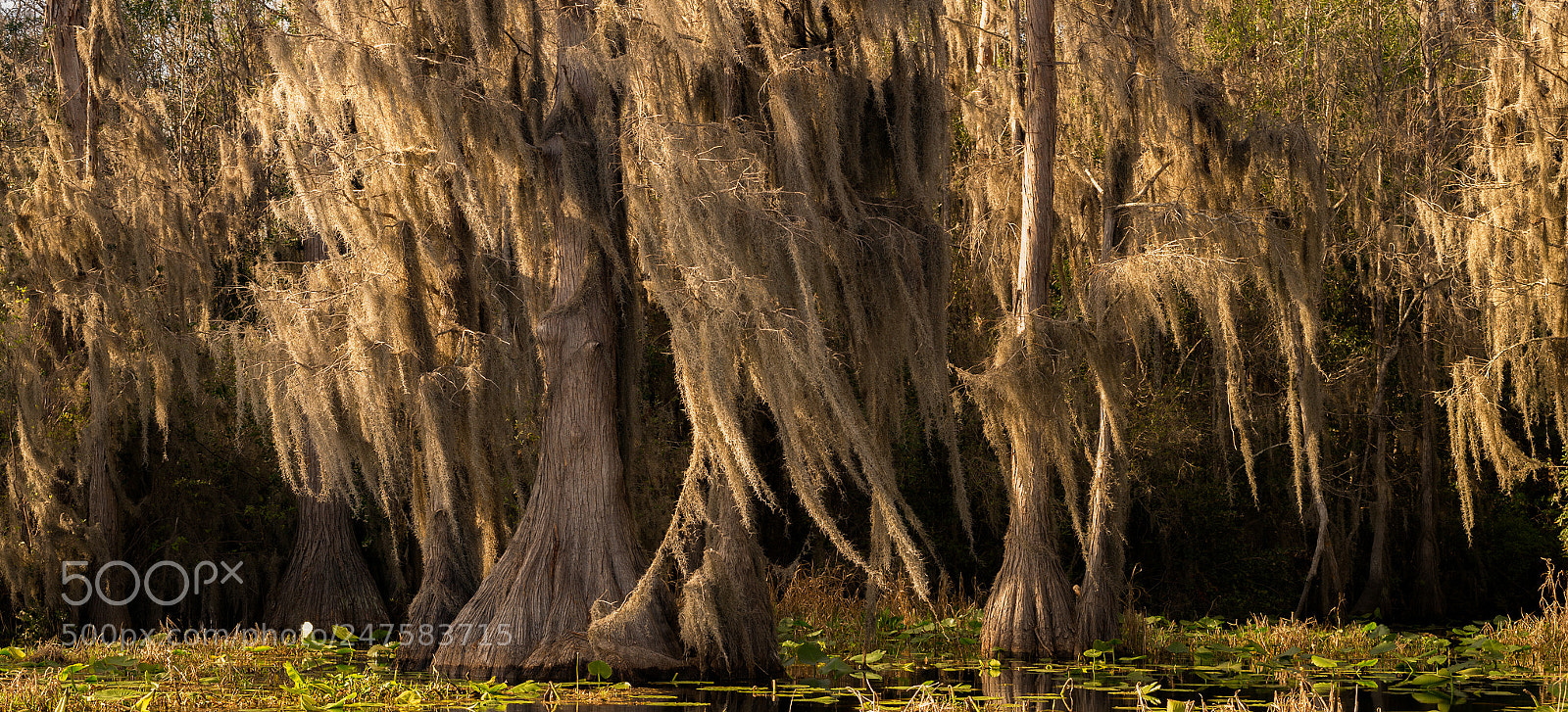 Nikon D600 sample photo. Okefenokee cypress photography