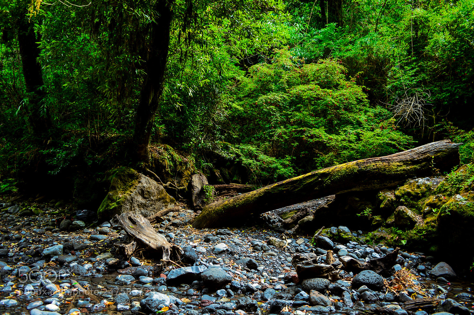 Nikon D3200 sample photo. Green paradise photography
