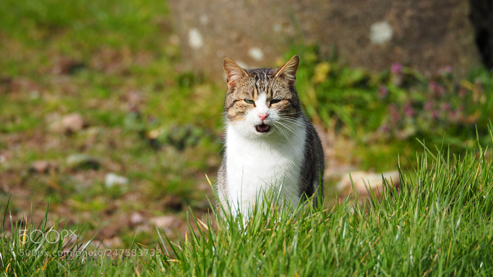 Olympus OM-D E-M5 II sample photo. The cat meow :) photography