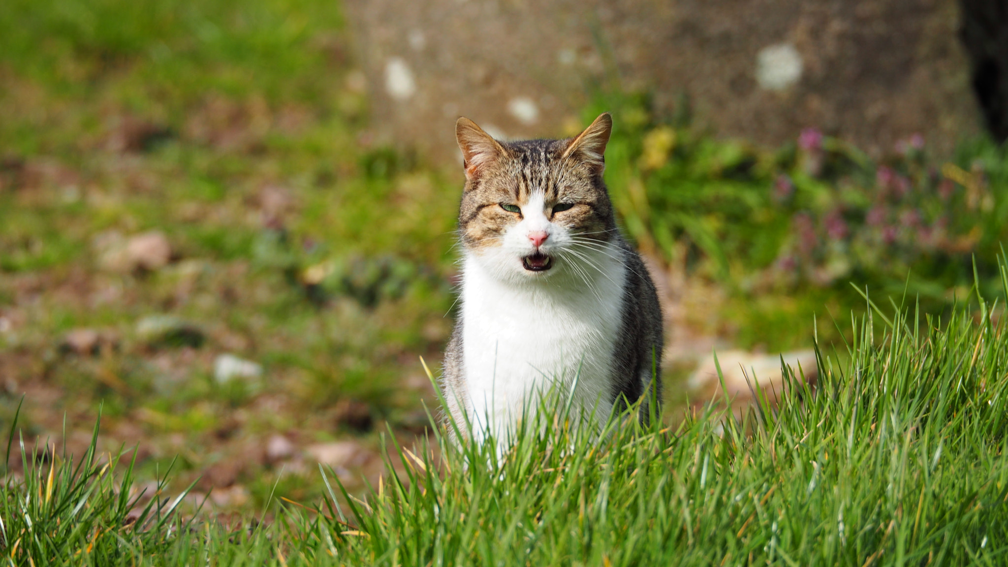 The Cat Meow :)