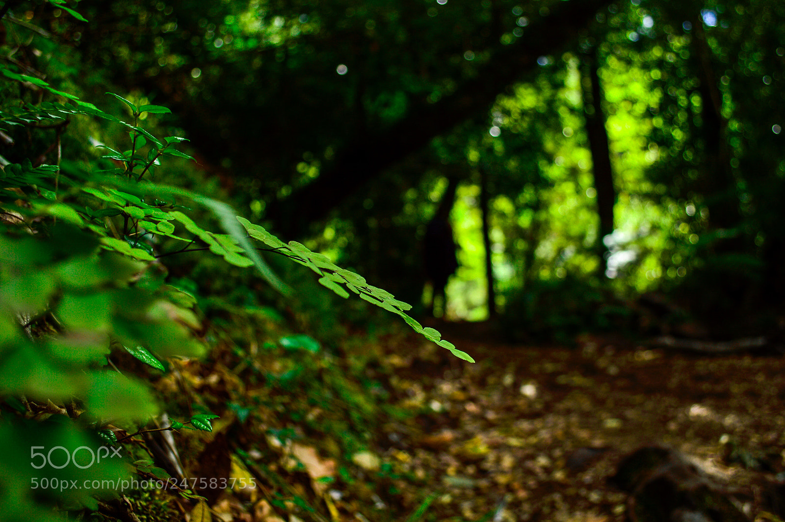 Nikon D3200 sample photo. Foothpath photography