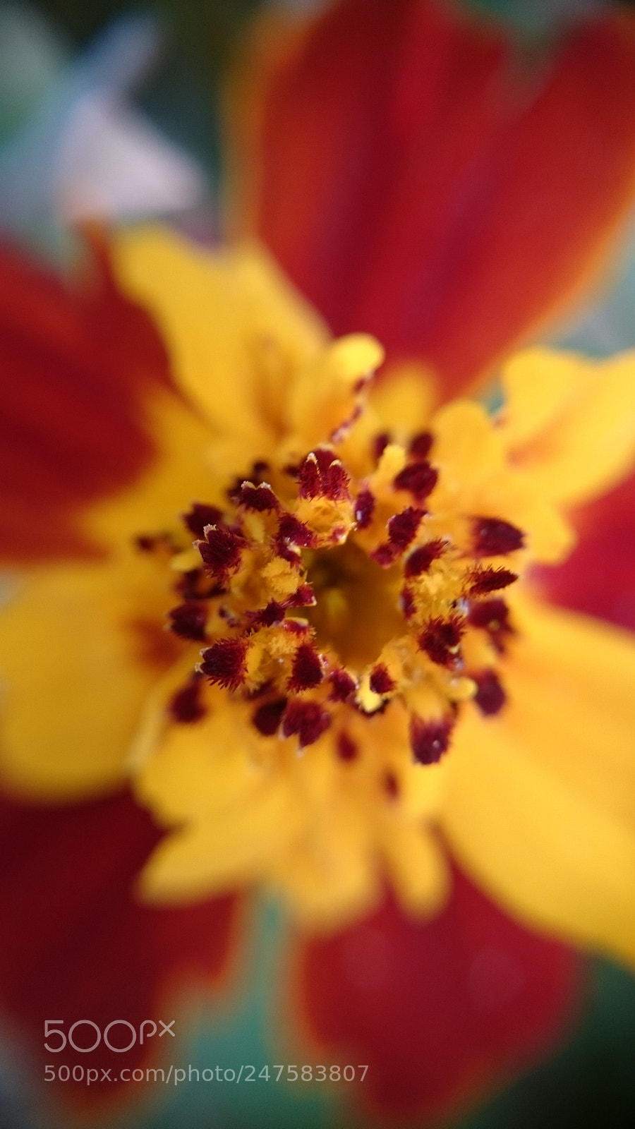 Sony Xperia Z2 sample photo. Dsc photography