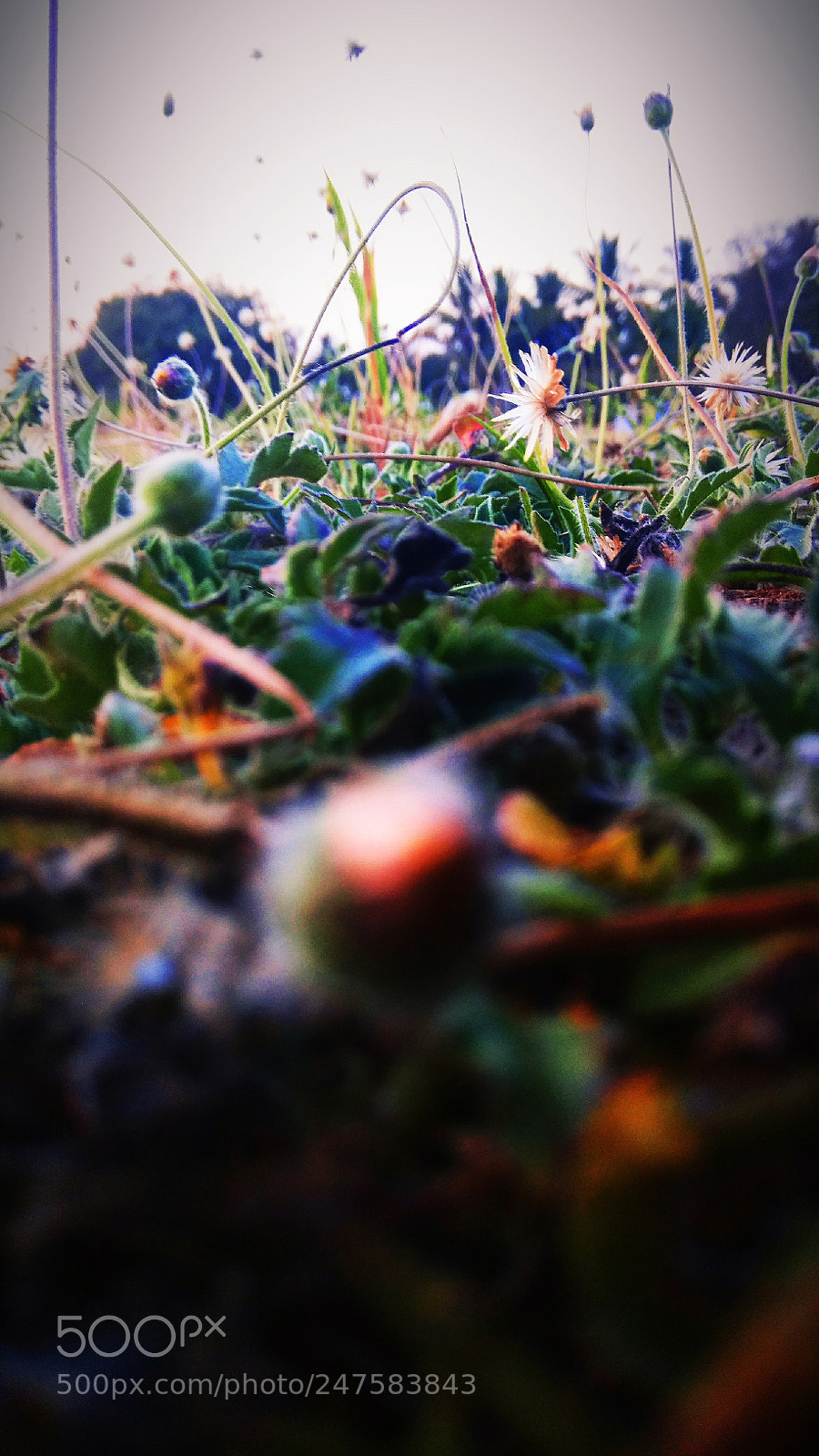Xiaomi Redmi Note 4 sample photo. Untitled photography