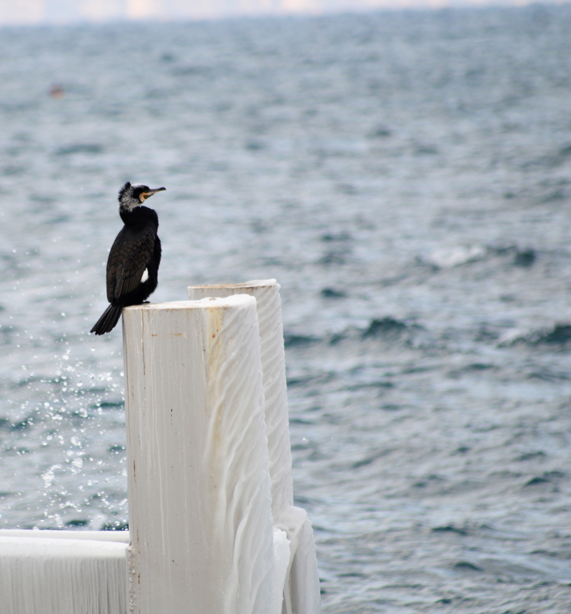 Sigma 70-300mm F4-5.6 APO DG Macro sample photo. Grand cormoran photography