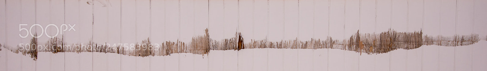 Nikon D610 sample photo. Grasses in snow photography