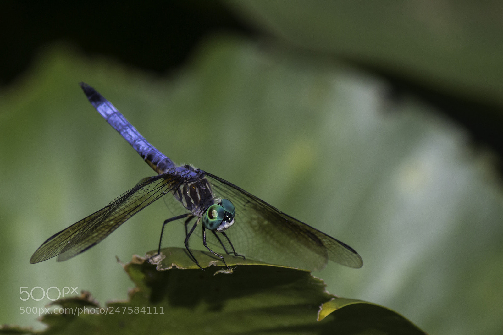 Canon EOS 700D (EOS Rebel T5i / EOS Kiss X7i) sample photo. Dragonfly photography
