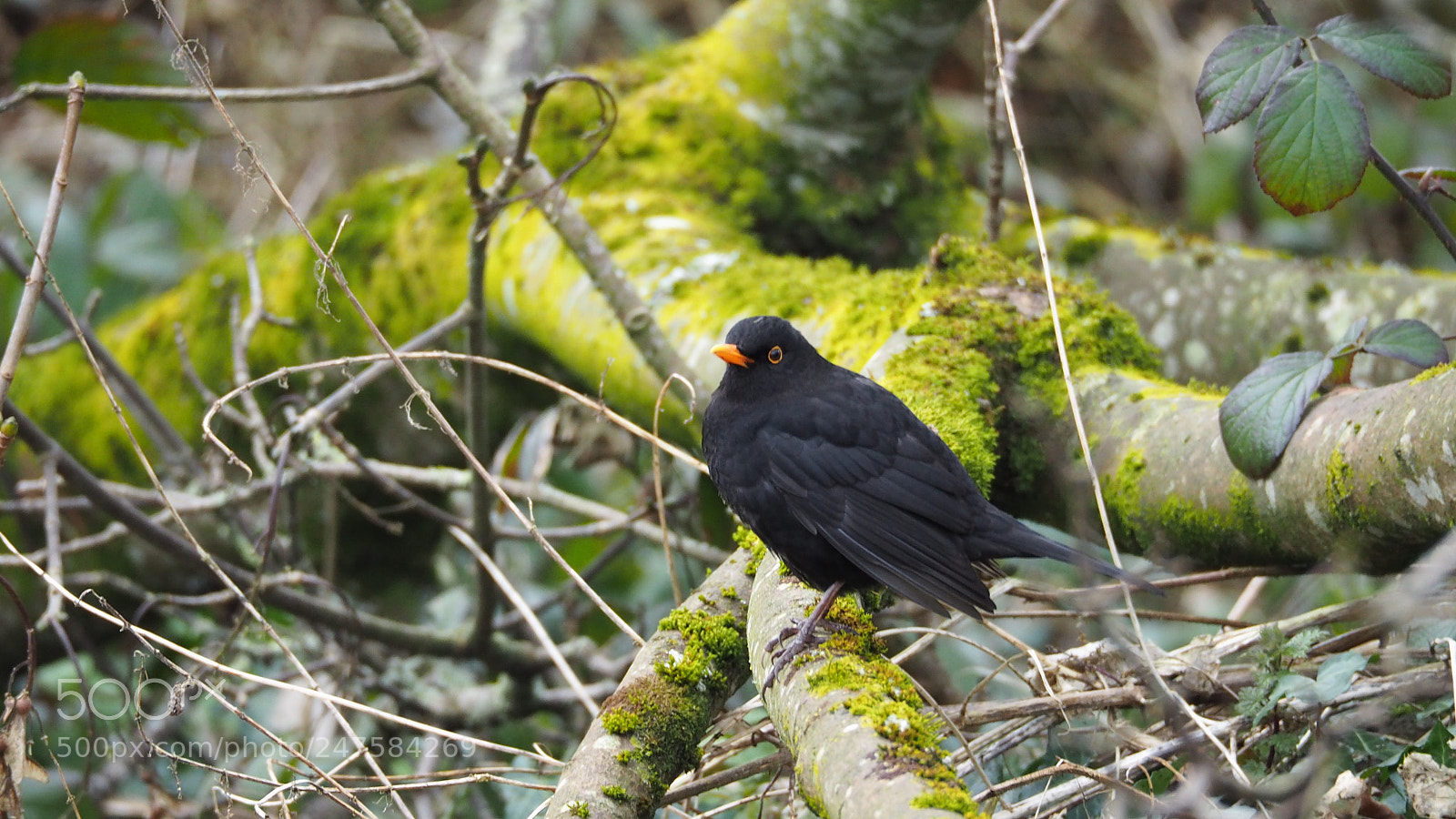 Olympus OM-D E-M5 II sample photo. The blackbird :) photography