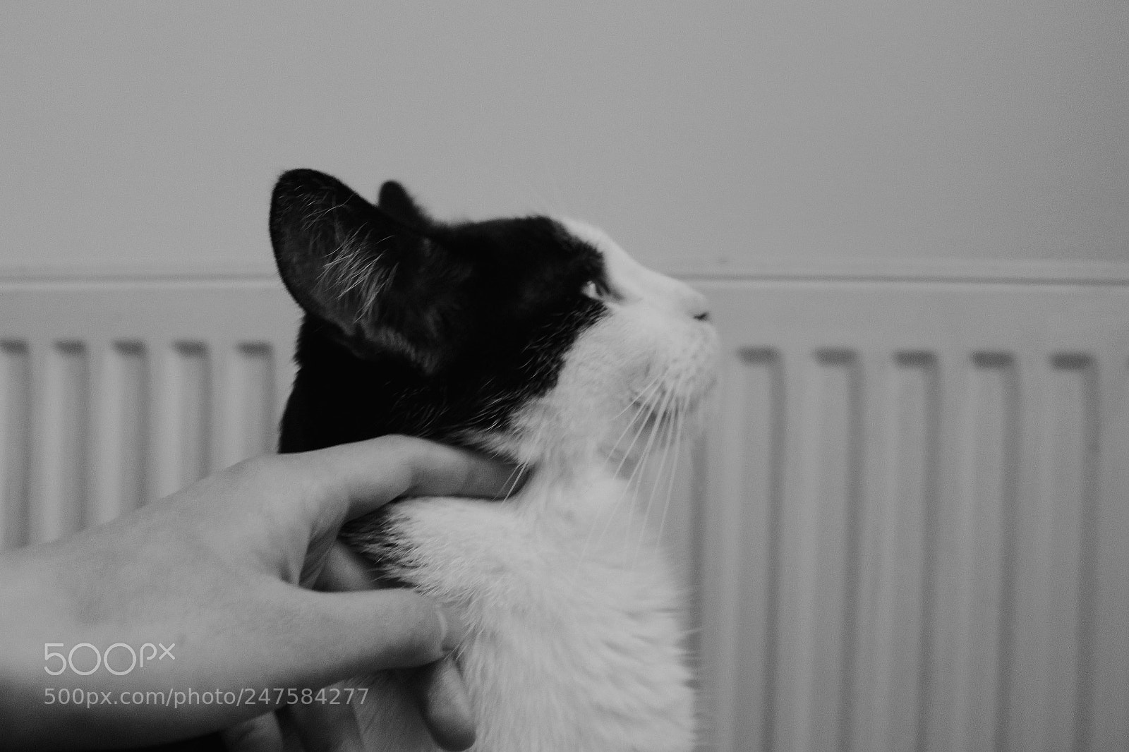 Canon EOS 1300D (EOS Rebel T6 / EOS Kiss X80) sample photo. Black and white furbabies photography