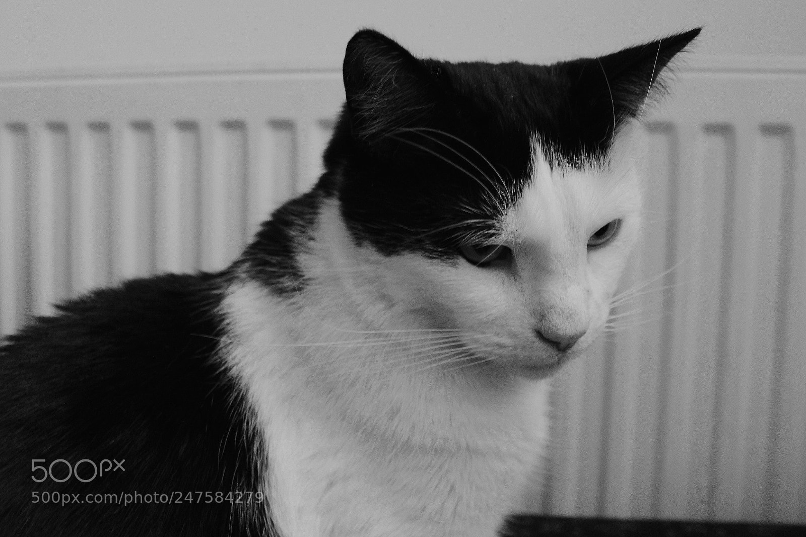 Canon EOS 1300D (EOS Rebel T6 / EOS Kiss X80) sample photo. Black and white furbabies photography