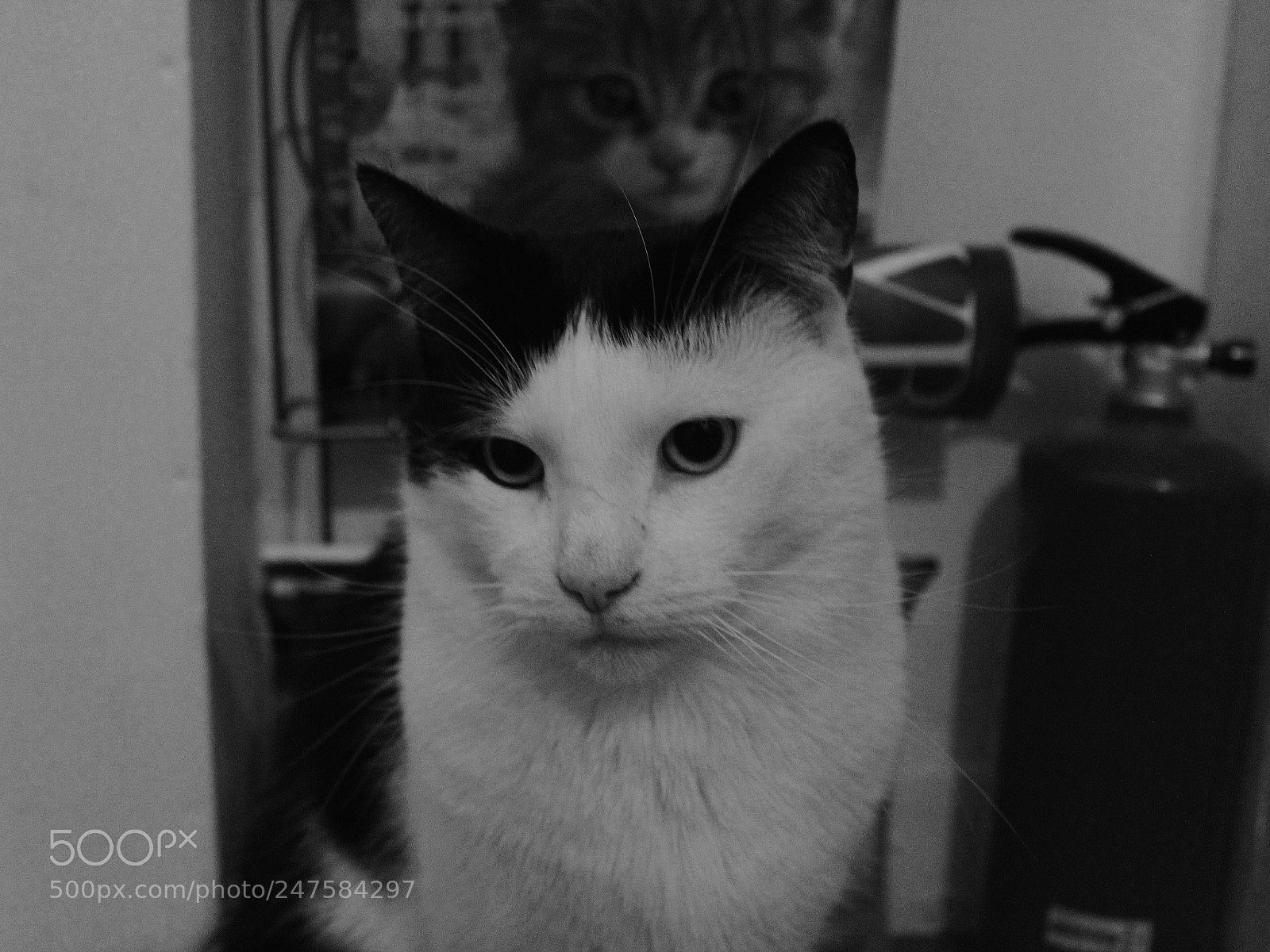 Canon EOS 1300D (EOS Rebel T6 / EOS Kiss X80) sample photo. Black and white furbabies photography