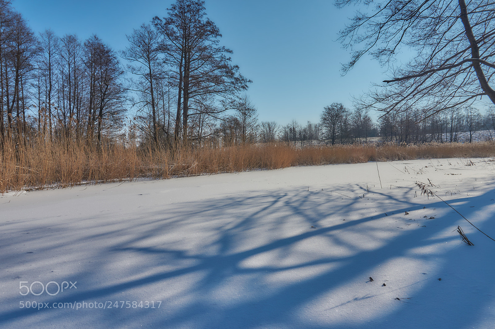 Sony Alpha a5000 (ILCE 5000) sample photo. The beauty of winter photography