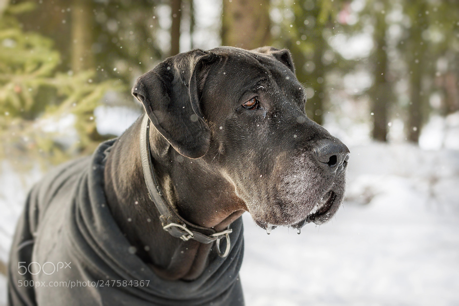 Canon EOS 7D Mark II sample photo. Great dane photography