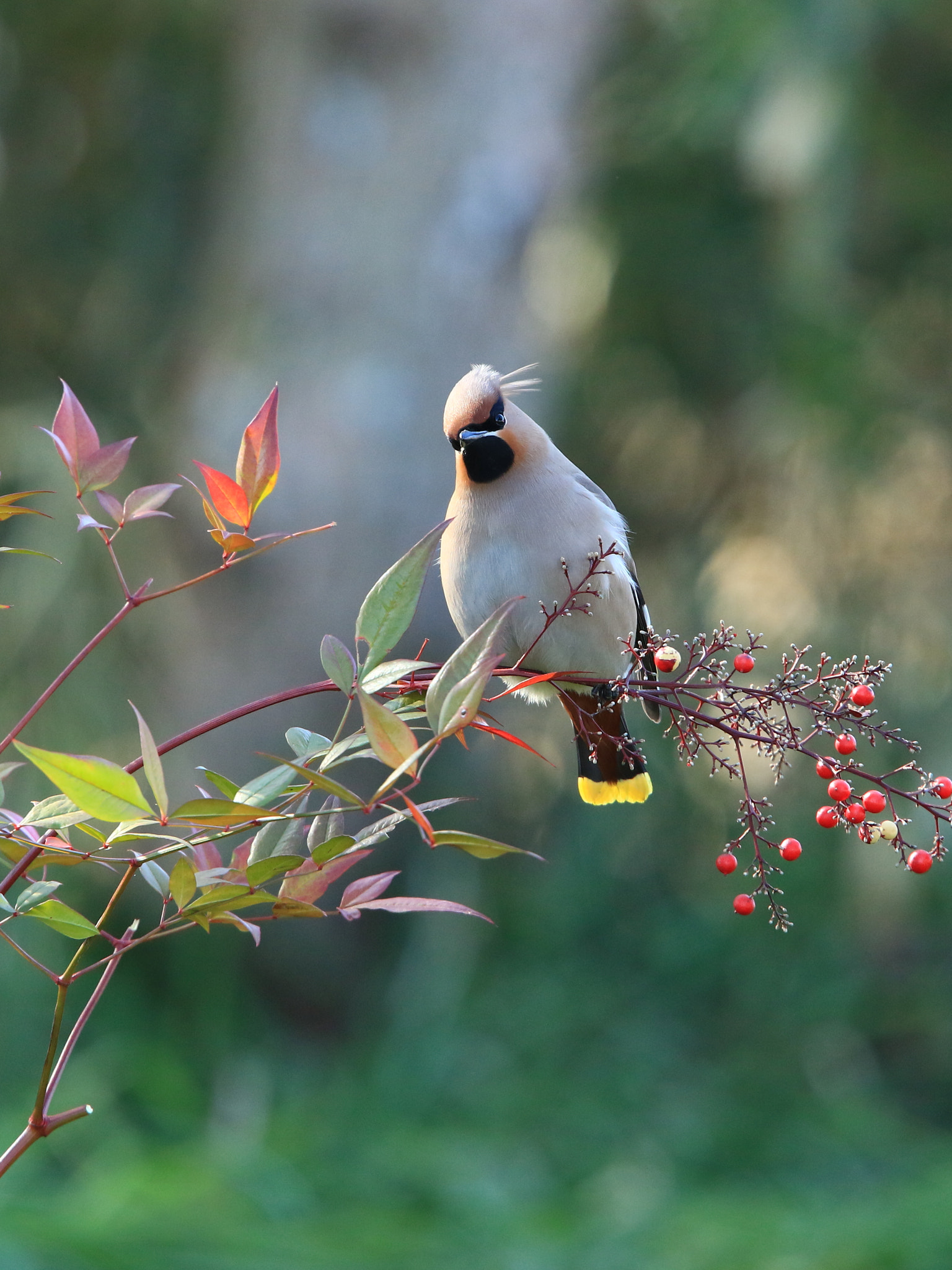 Canon EOS 7D Mark II + Canon EF 400mm F2.8L IS USM sample photo. Bohemian waxwing mw  キレンジャク photography