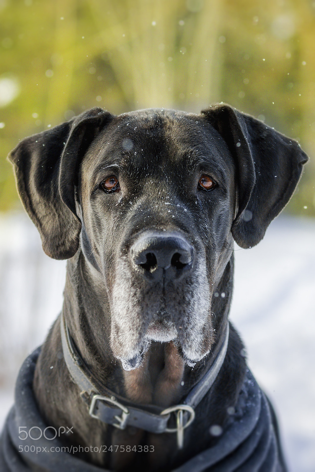 Canon EOS 7D Mark II sample photo. Great dane photography