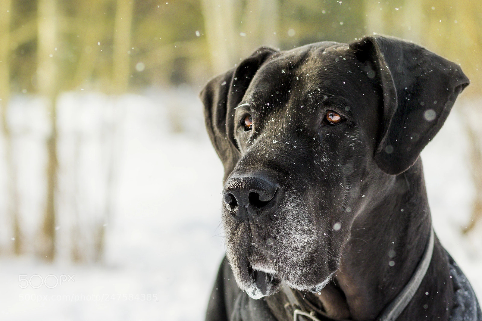 Canon EOS 7D Mark II sample photo. Great dane photography