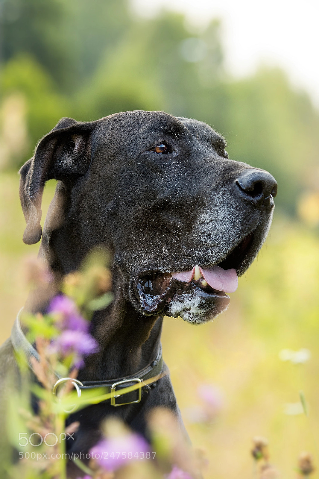 Canon EOS 7D Mark II sample photo. Great dane photography