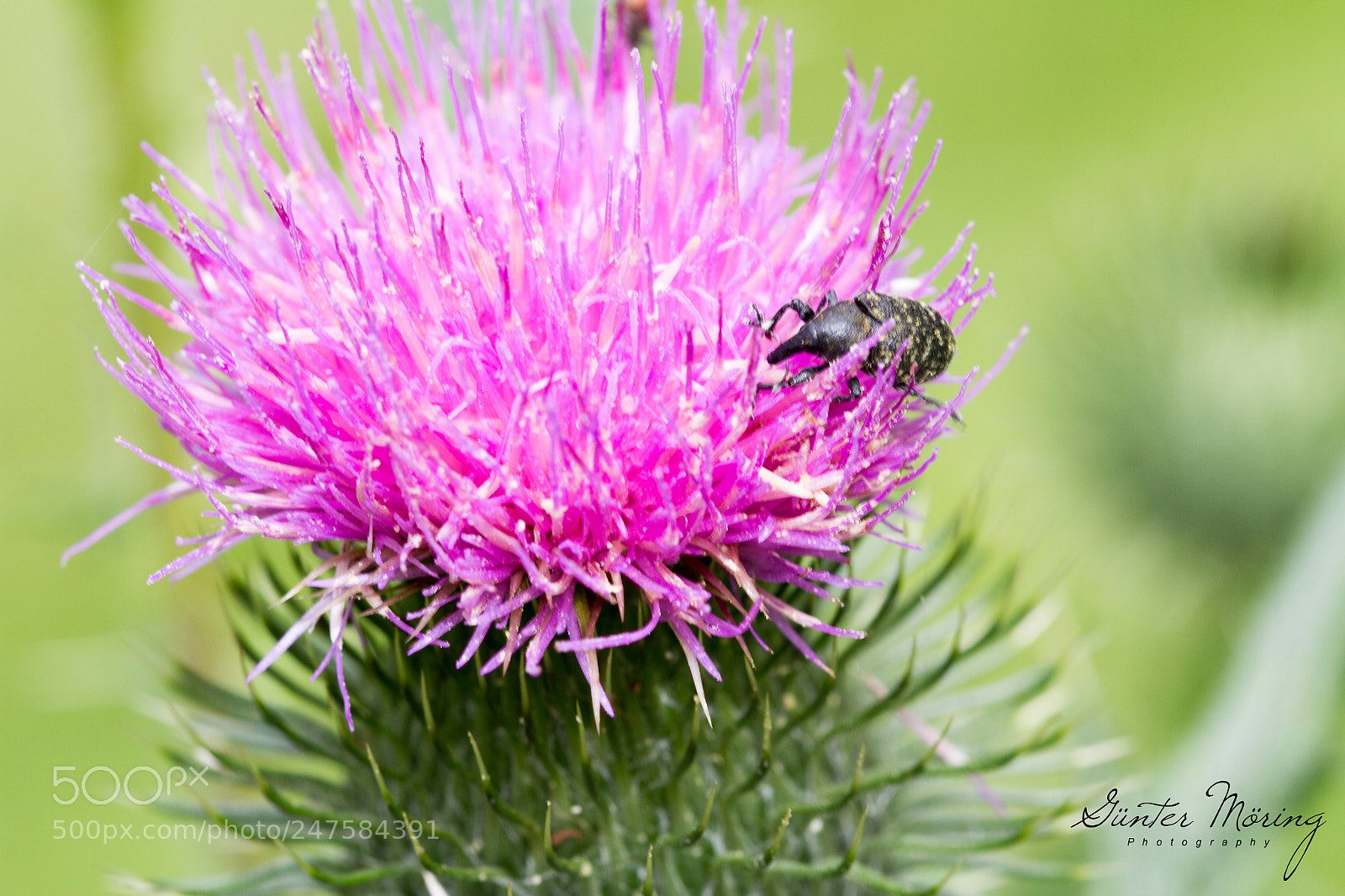 Canon EOS 7D sample photo. Brauner r sselk fer photography