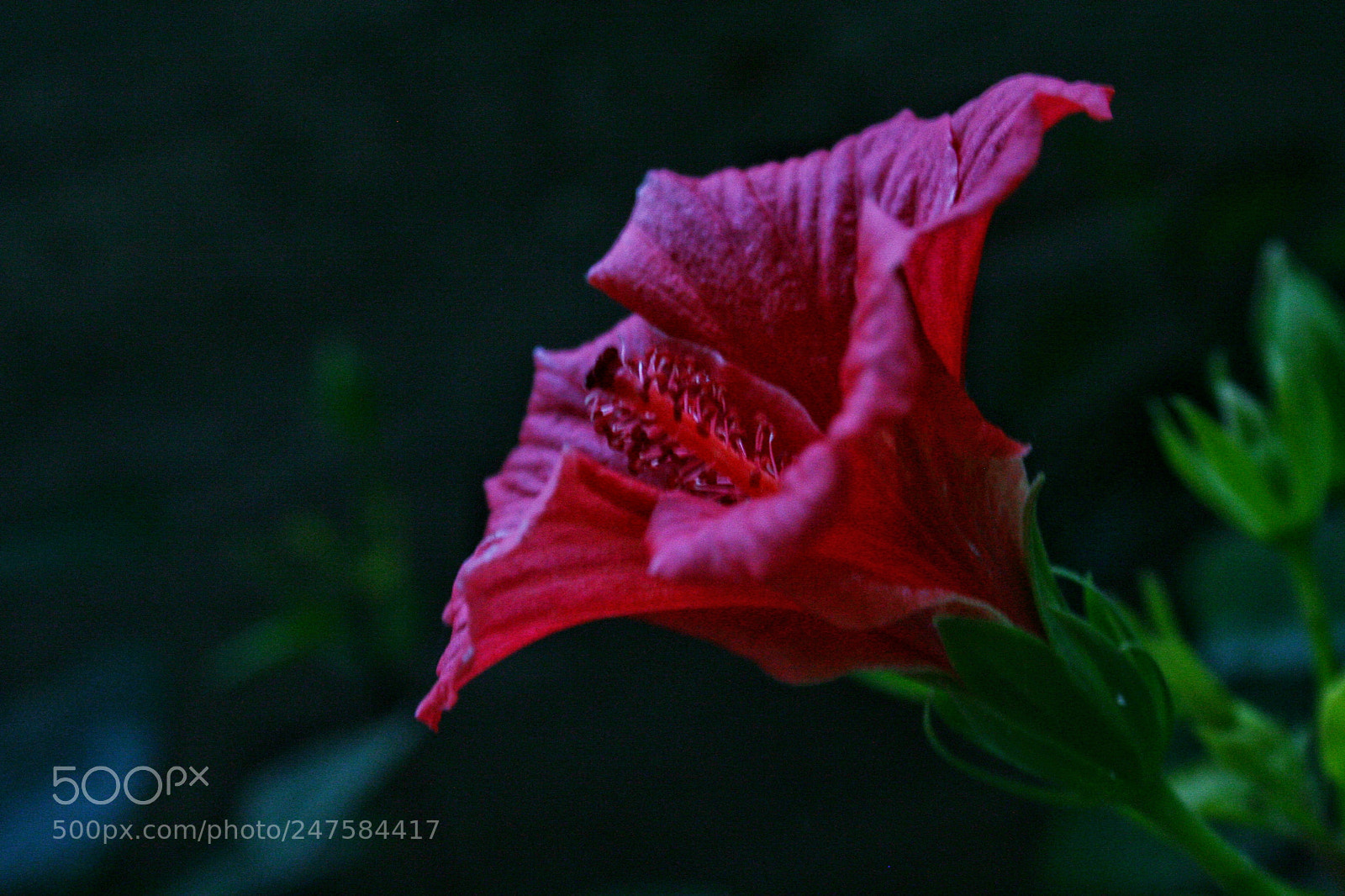 Canon EOS 350D (EOS Digital Rebel XT / EOS Kiss Digital N) sample photo. Hibiscus photography