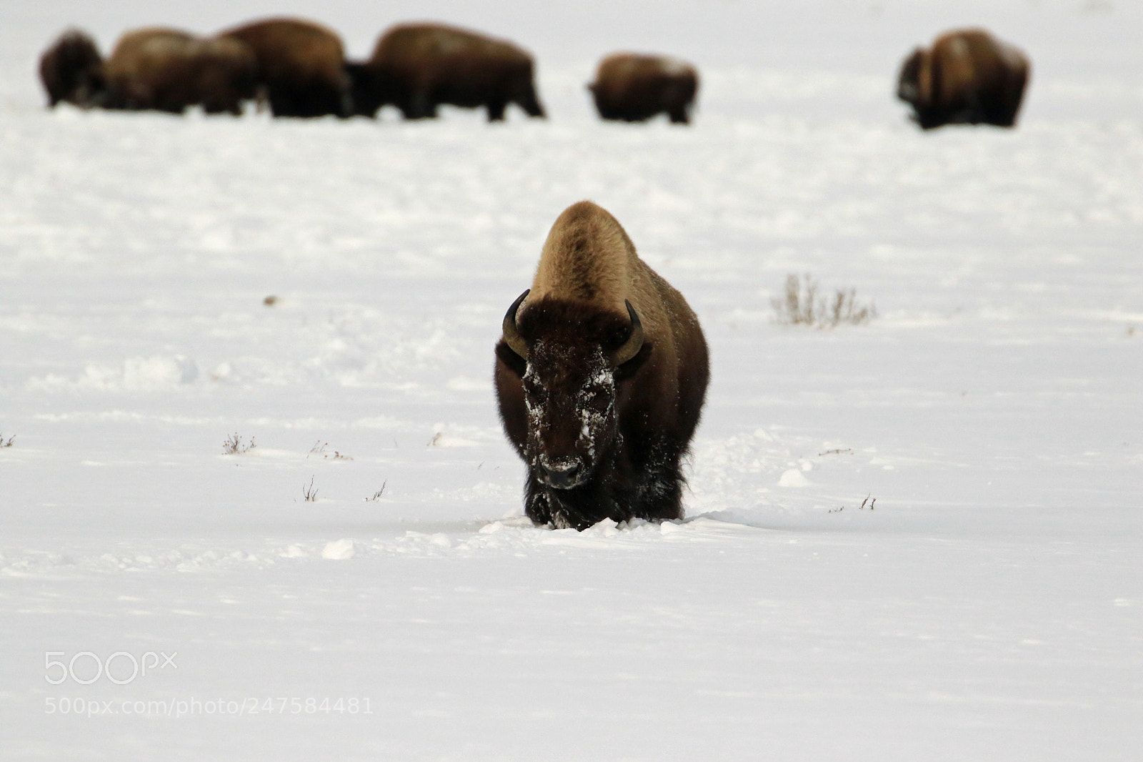 Canon EOS 7D Mark II sample photo. Bison in snowfield photography