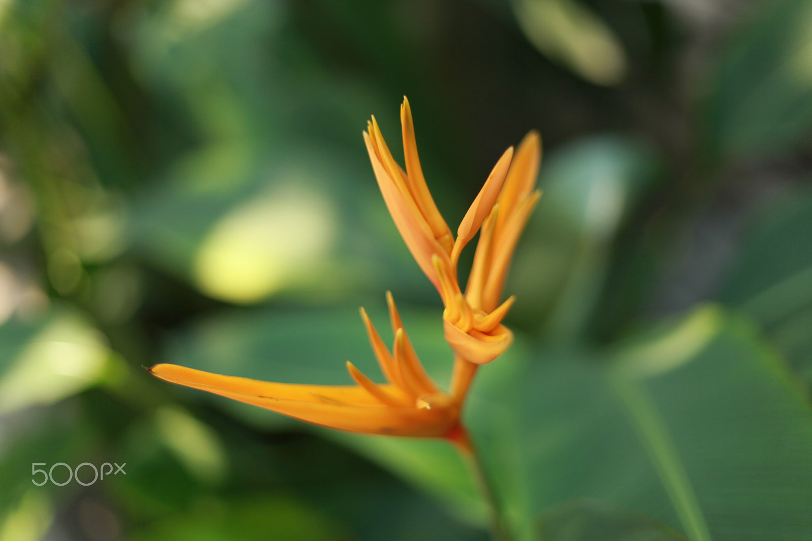 Canon EOS 5D Mark II sample photo. Golden torch heliconia photography