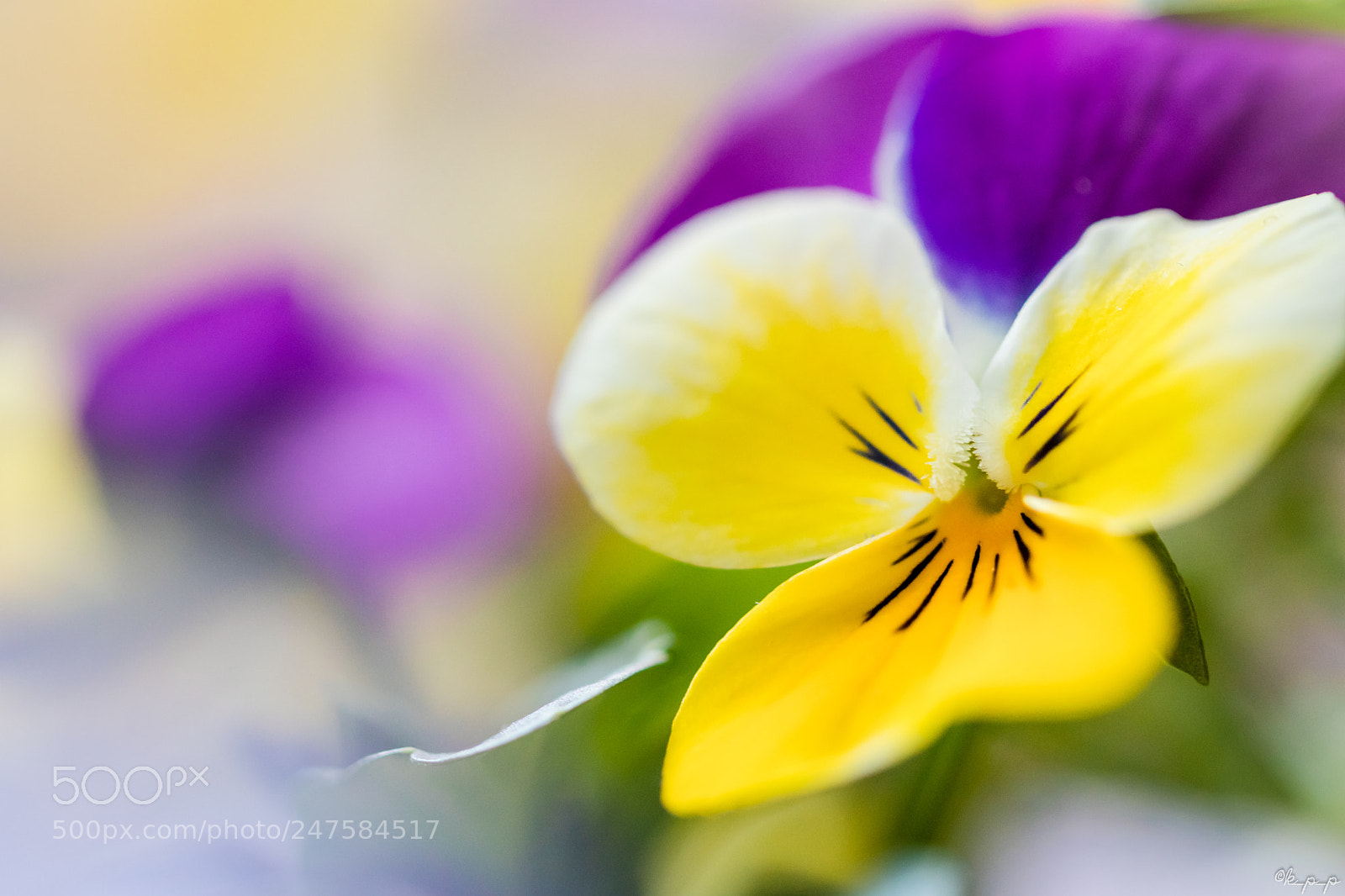 Canon EOS 80D sample photo. Viola photography