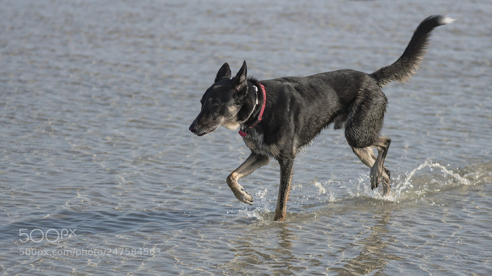 Nikon D500 sample photo. Cool off photography