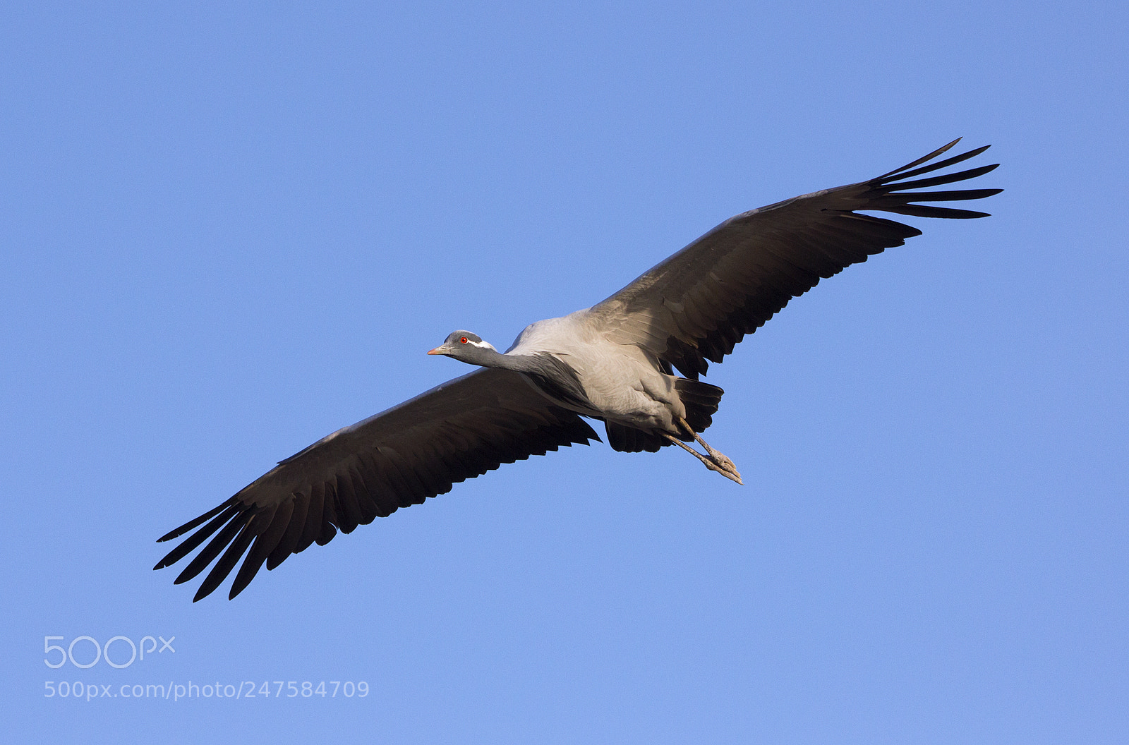 Canon EOS 550D (EOS Rebel T2i / EOS Kiss X4) sample photo. Demoiselle crane photography