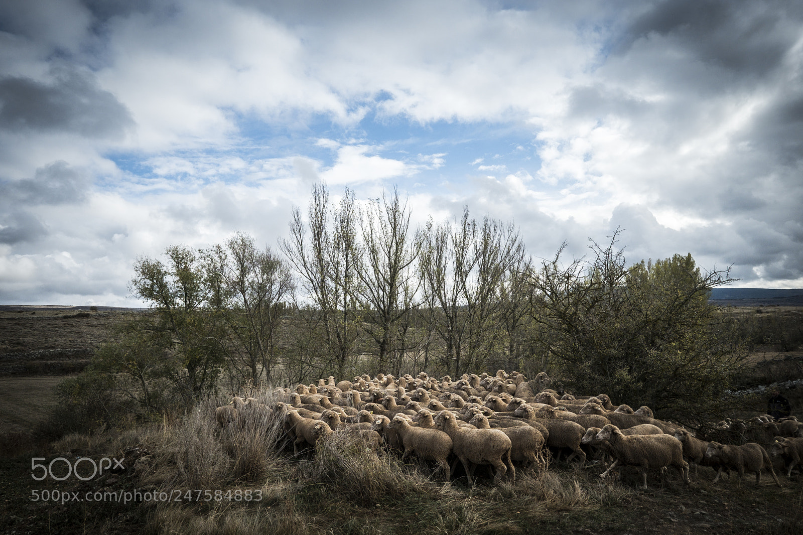 Fujifilm X-T2 sample photo. Sheeps in the countryside photography