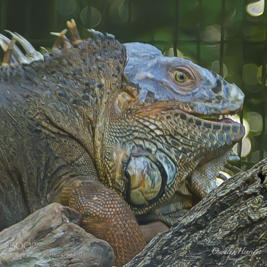 Canon EOS 60D sample photo. Iguana photography