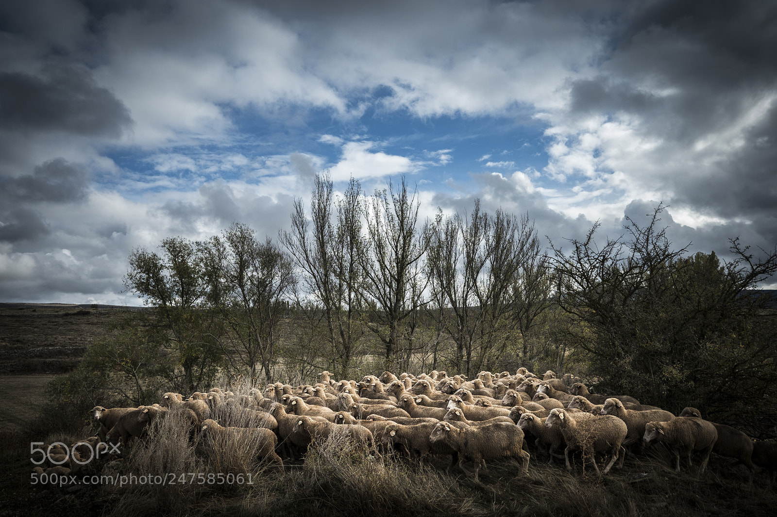 Fujifilm X-T2 sample photo. Sheeps in the countryside photography