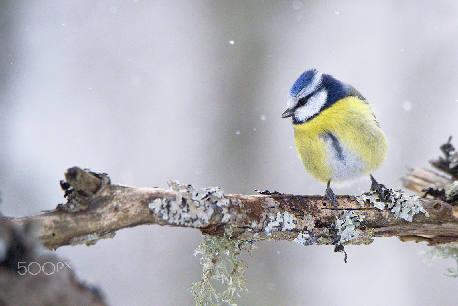 Nikon D810 sample photo. Enjoying the snow? photography
