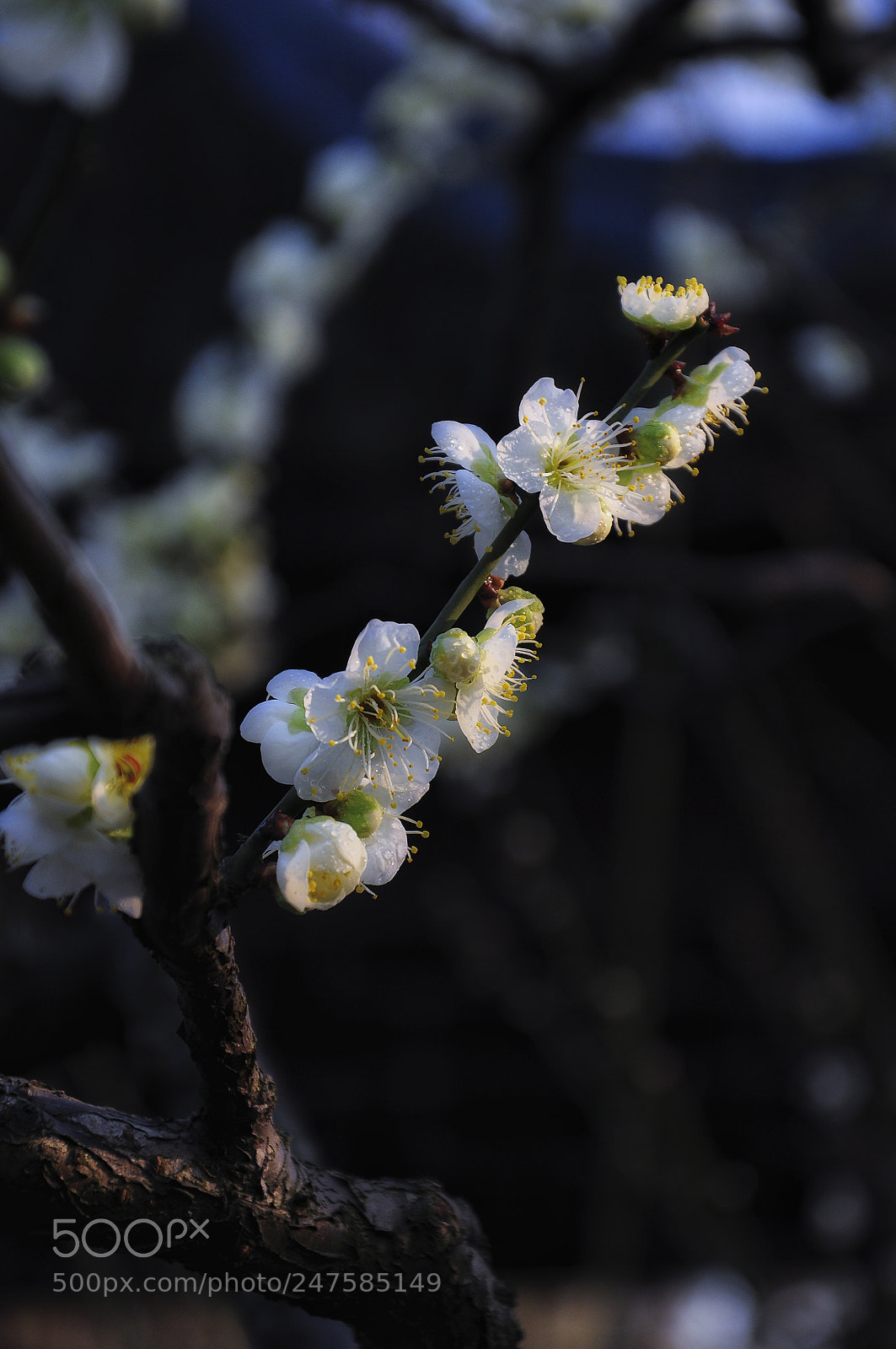 Nikon D90 sample photo. Untitled photography