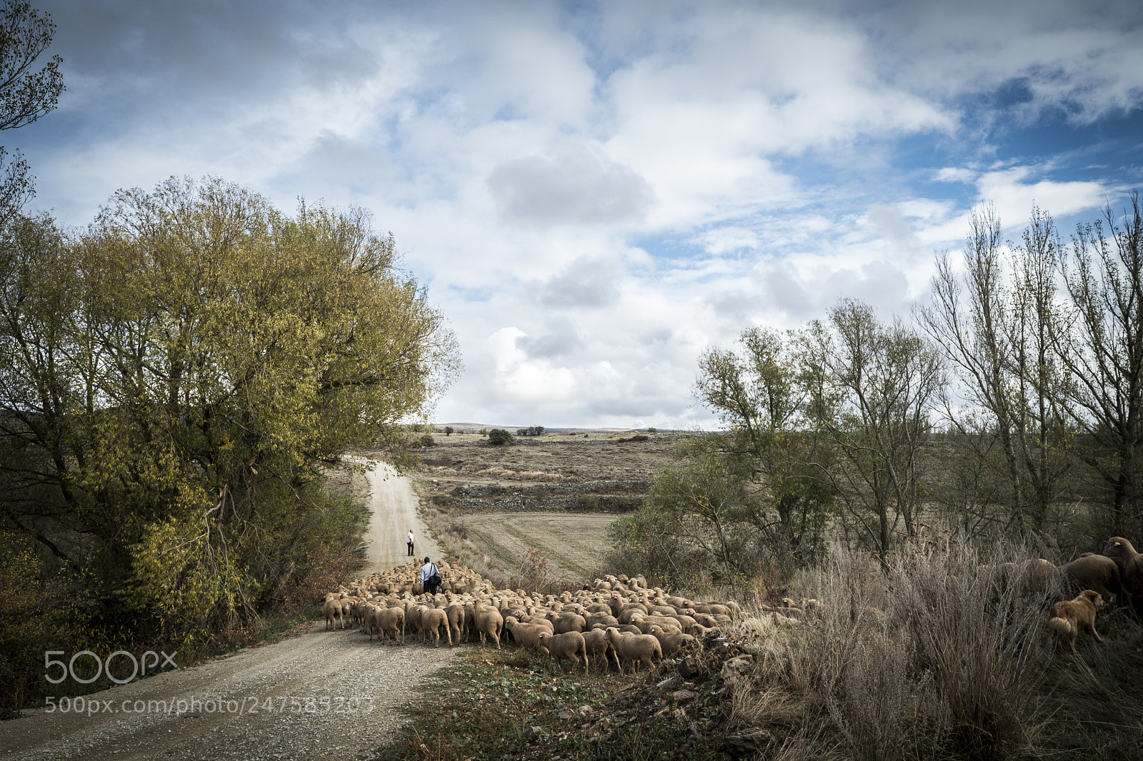 Fujifilm X-T2 sample photo. Sheeps in the countryside photography