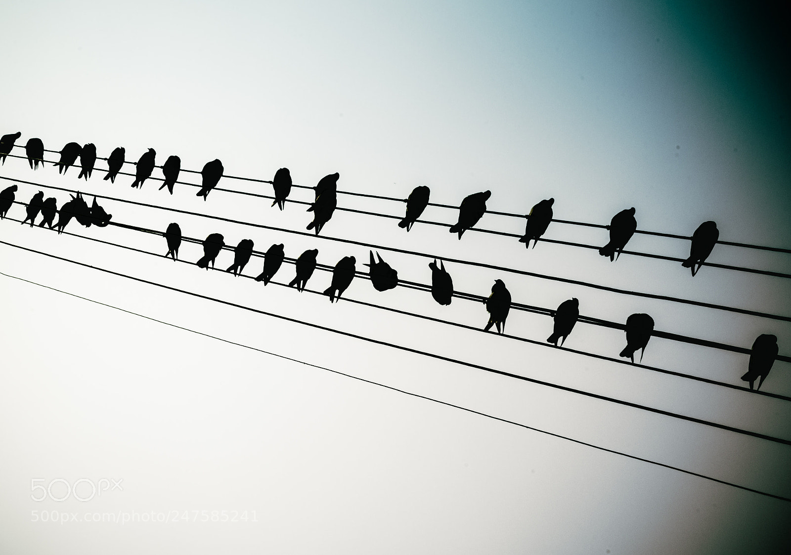 Nikon D5100 sample photo. Birds on the wire photography