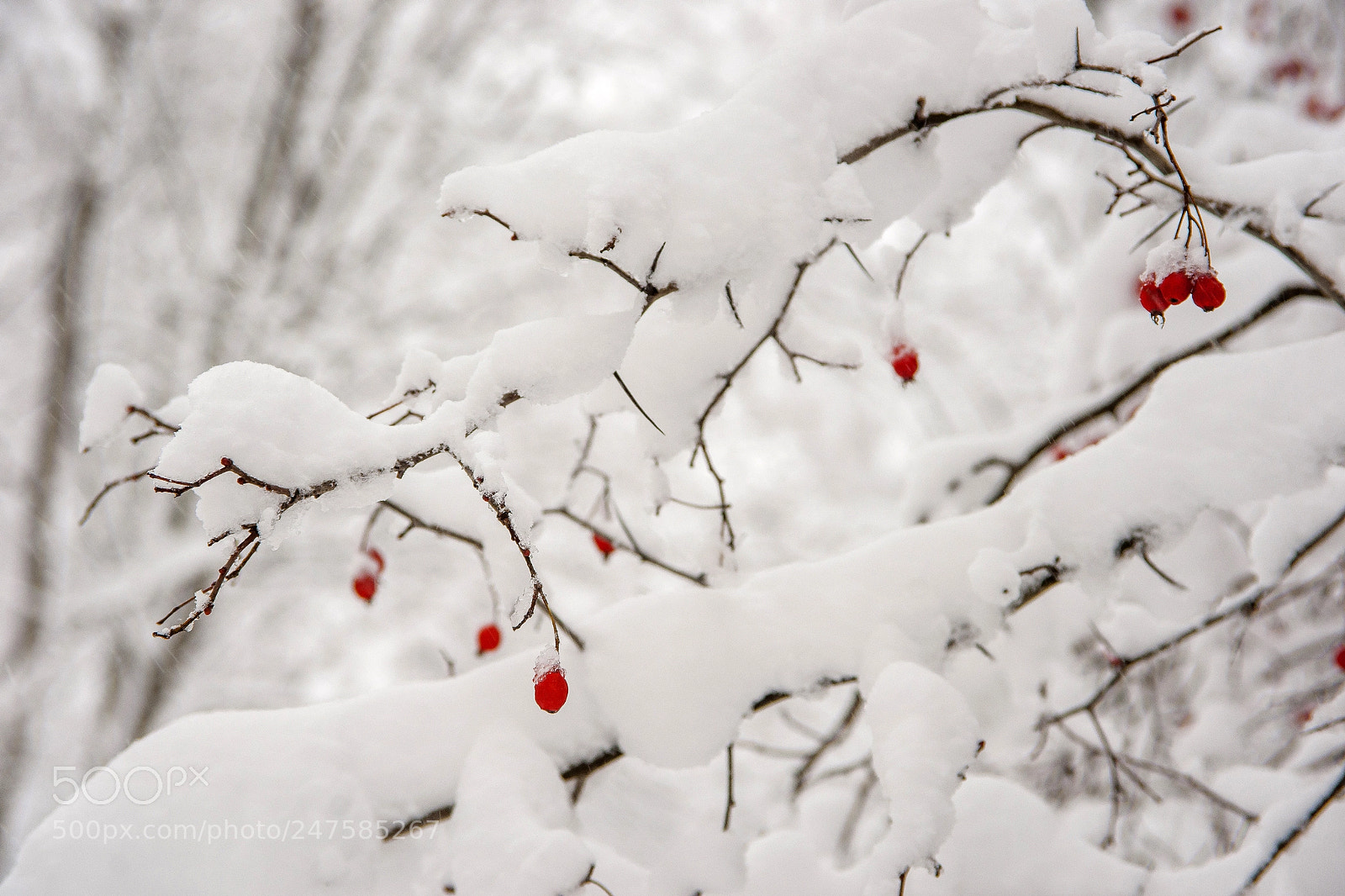 Sony Alpha DSLR-A900 sample photo. Winter berries photography