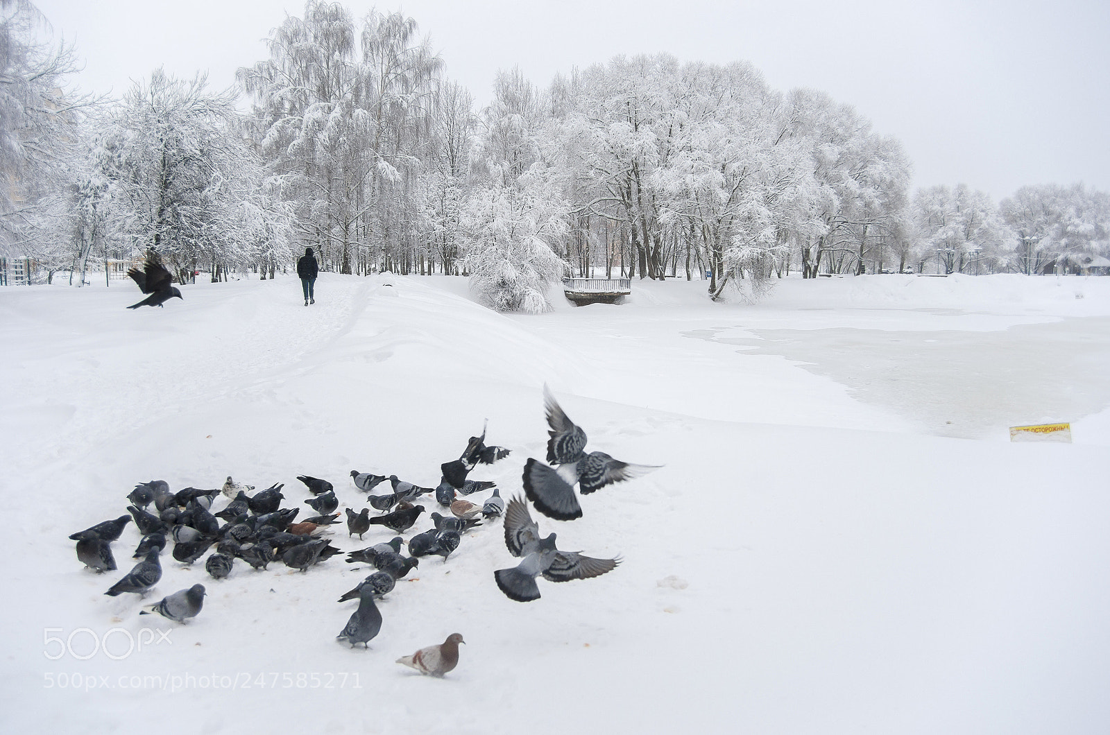 Sony Alpha DSLR-A900 sample photo. Winter sketches photography