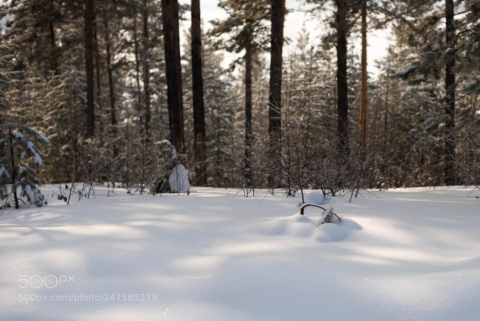 Nikon D810 sample photo. **** photography