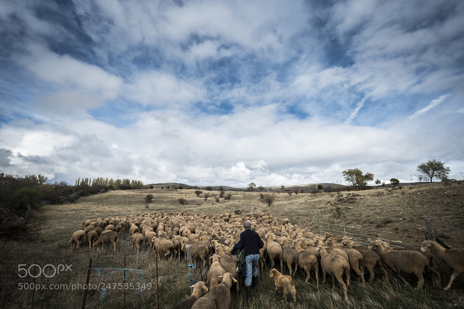 Fujifilm X-T2 sample photo. Sheeps in the countryside photography
