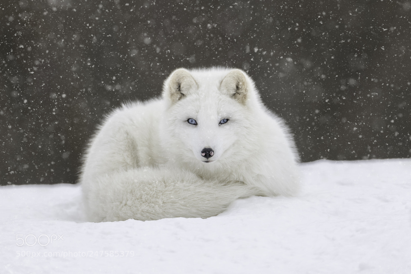Nikon D850 sample photo. Arctic fox on snow... photography