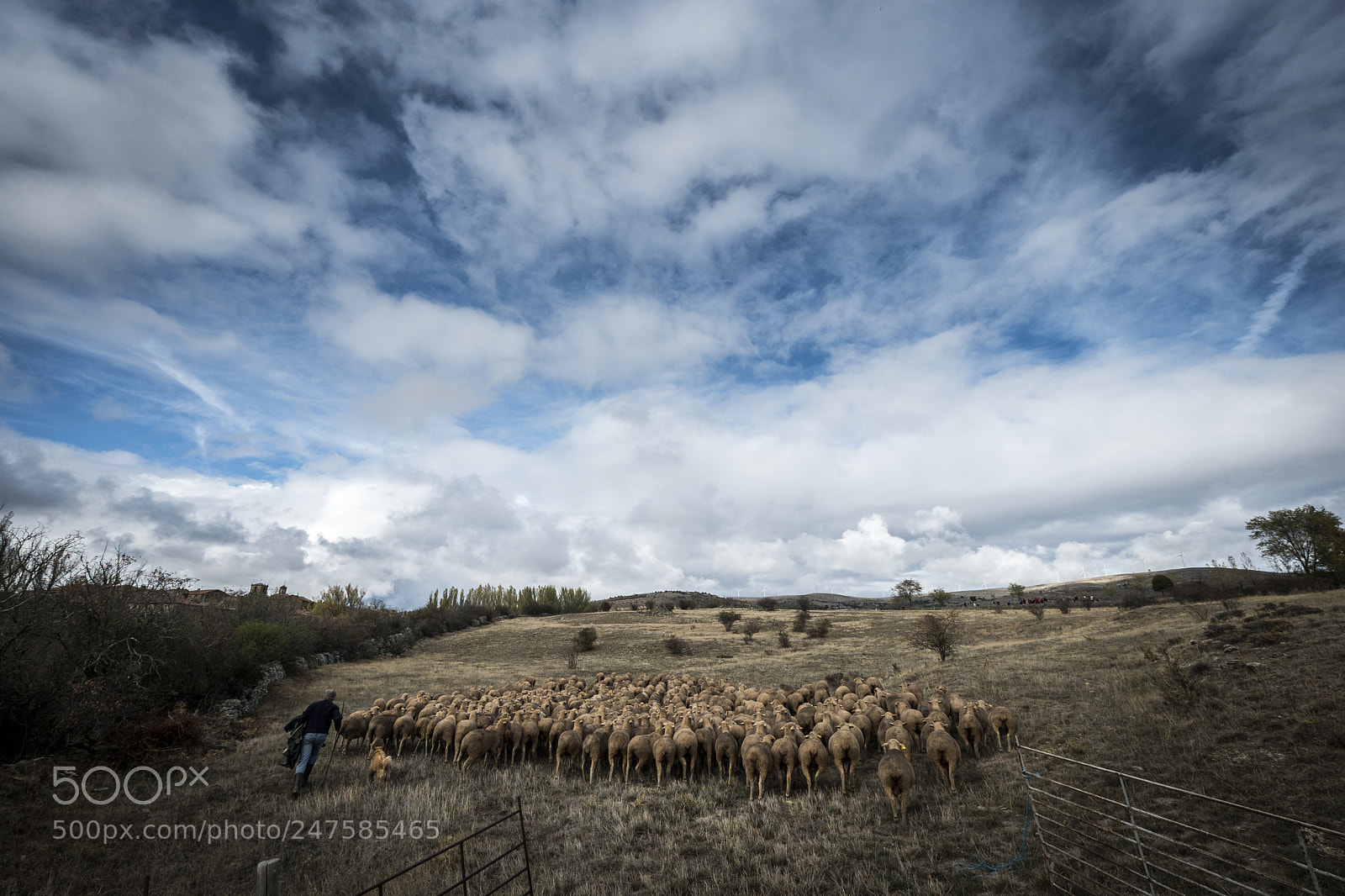 Fujifilm X-T2 sample photo. Sheeps in the countryside photography