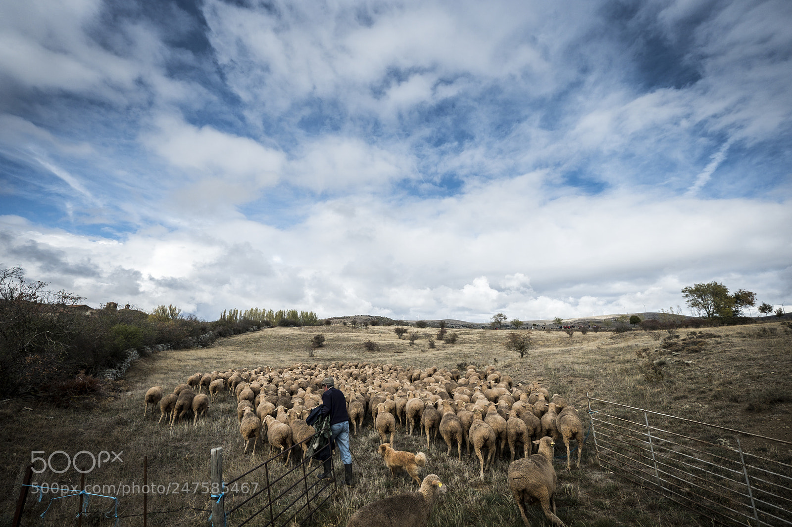 Fujifilm X-T2 sample photo. Sheeps in the countryside photography