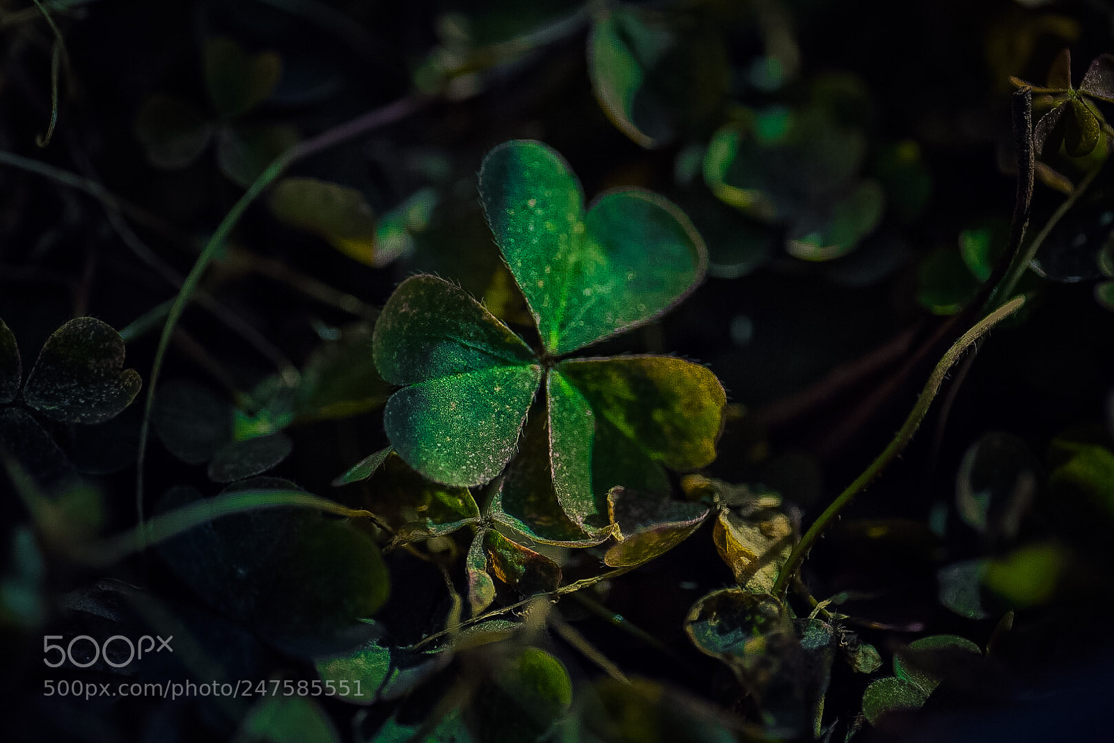 Nikon D7200 sample photo. Untitled photography